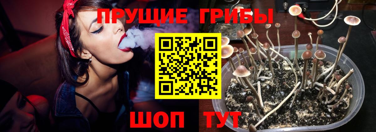 Бердск  Псилоцибиновые грибы Cubensis  Вход с VPN 